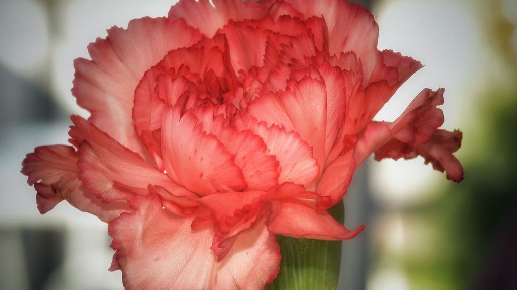 "Eres la persona más bella que conozco", con el clavel