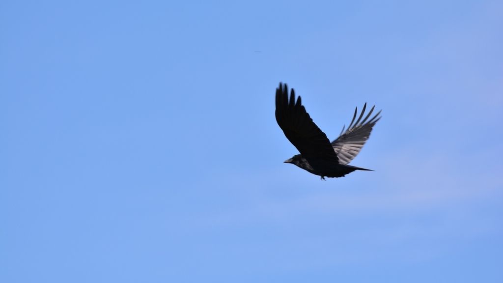 Cuando el grajo vuela bajo