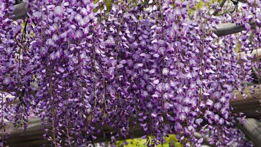 Son glicinas, robustas enredaderas color lila de 30 metros de largo
