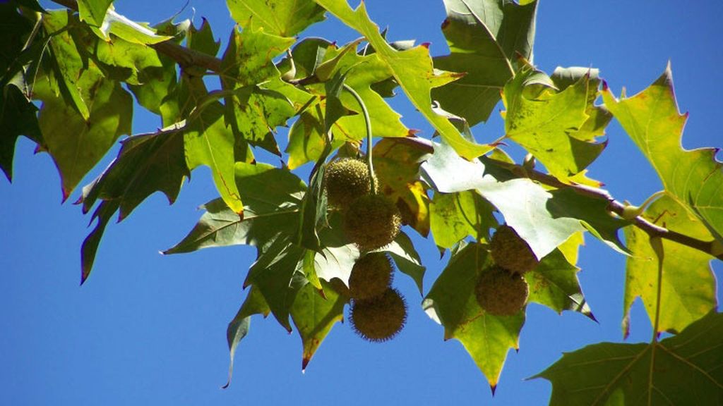 PLÁTANO DE SOMBRA