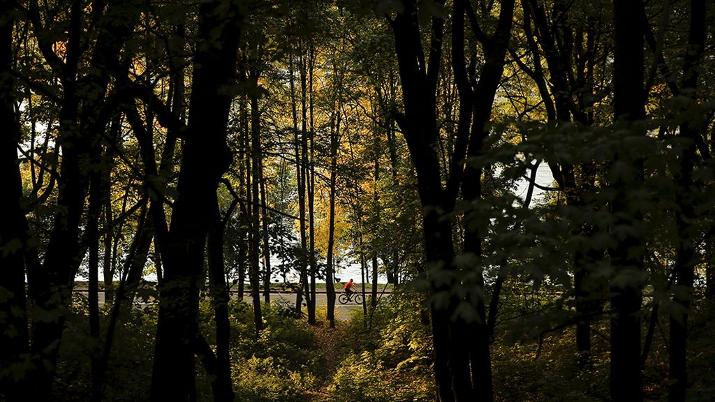 ¡Adiós a la estación de la caída de la hoja!