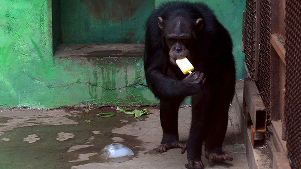 Las 19 fotos que demuestran que los animales también sufrieron con el calor