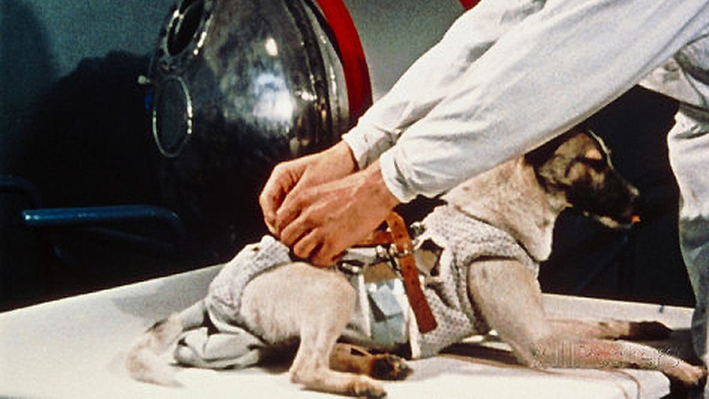 Laika fue el primer ser vivo en orbitar  la Tierra