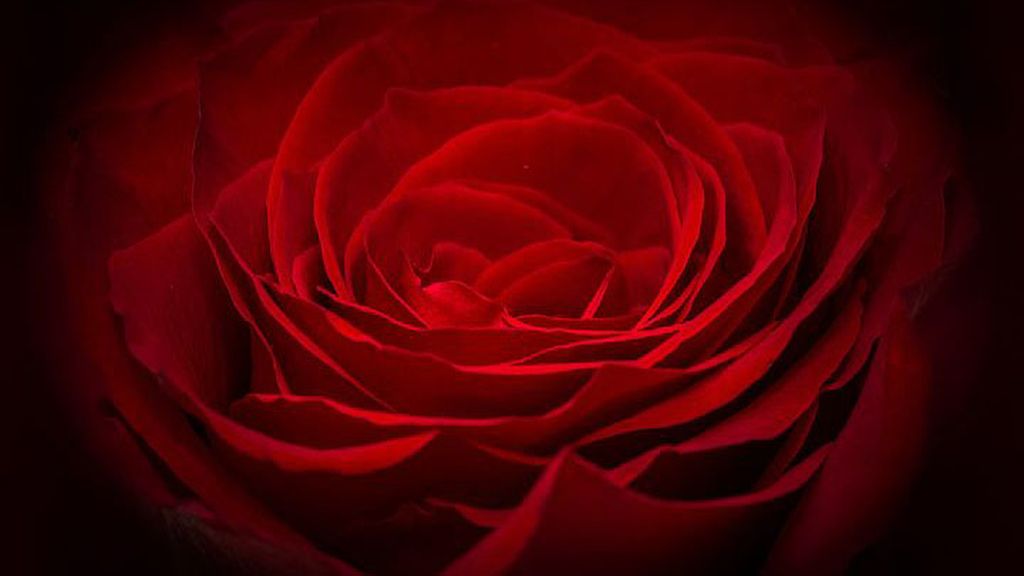 "Me enamoré de ti desde el primer momento en que te vi", con la rosa roja