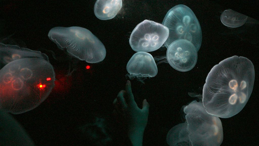No son medusas en todas las partes de mundo