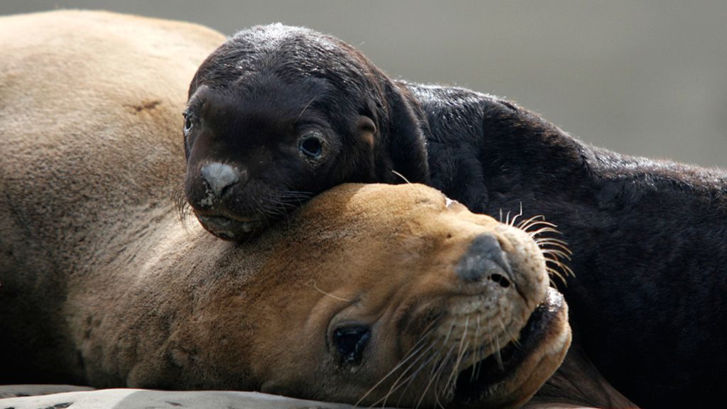 Las mejores imágenes de madres y crías