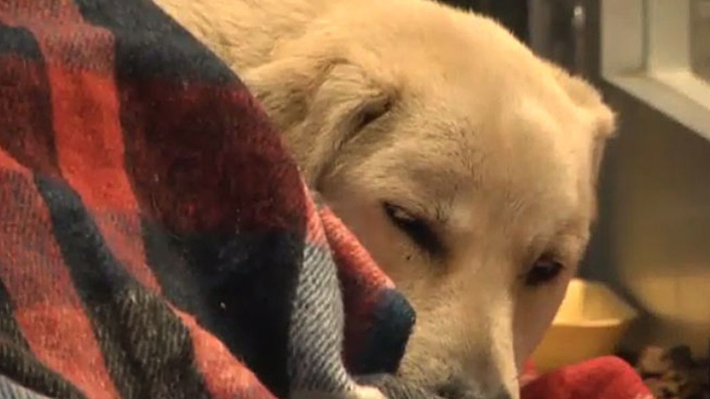Salvados de las tormentas de nieve que asolan Europa