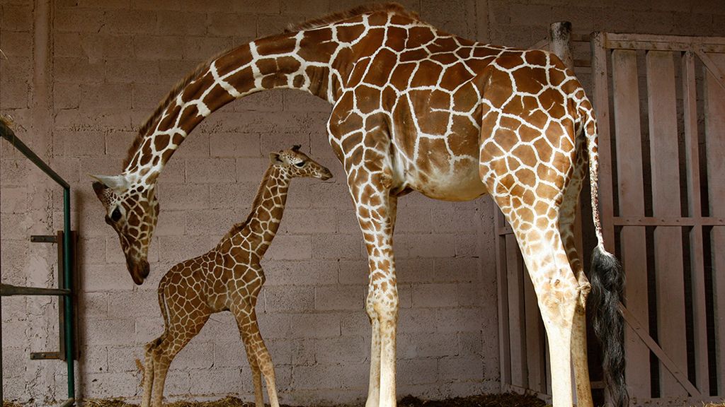 Las mejores imágenes de madres y crías