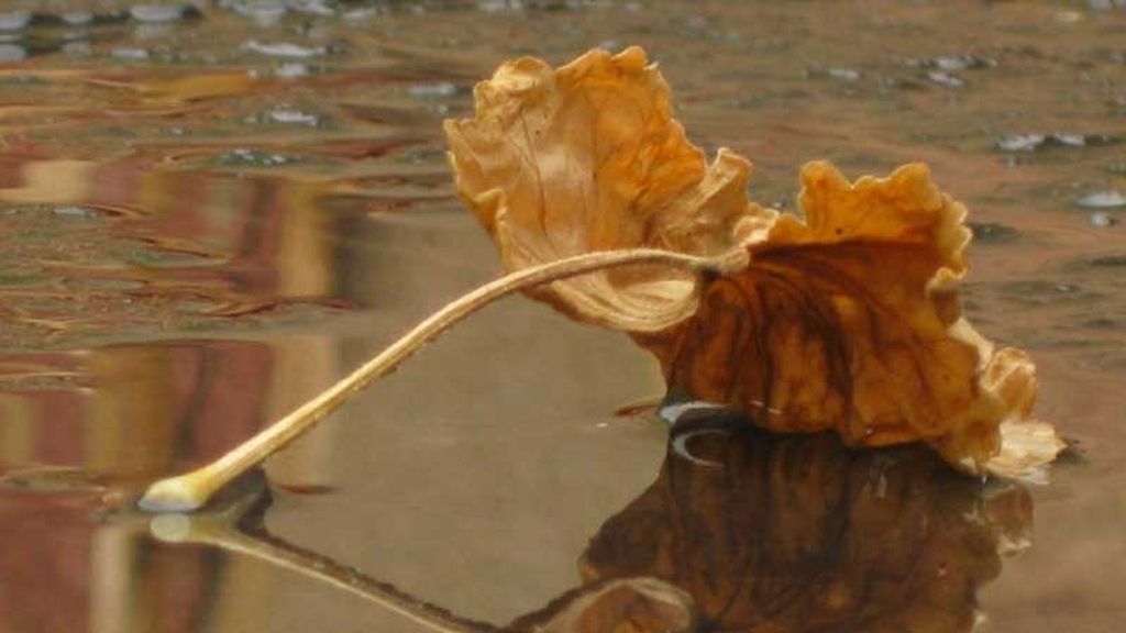 El petricor y la geosmina: el olor a tierra mojada y lluvia que son tan del otoño