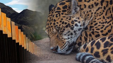 El jaguar, el águila dorada y 91 animales más, en peligro por el muro de  Trump