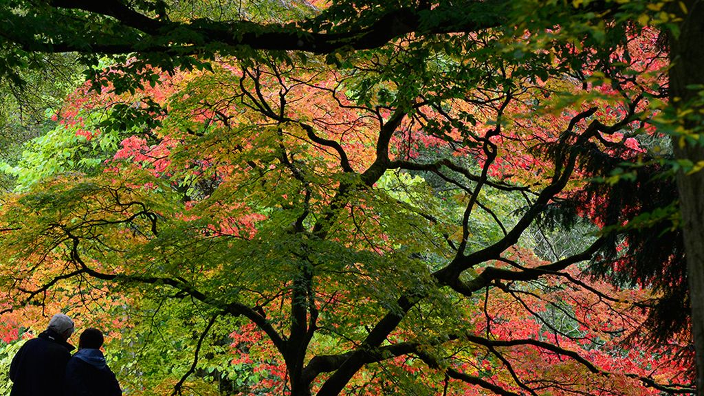 ¡Adiós a la estación de la caída de la hoja!