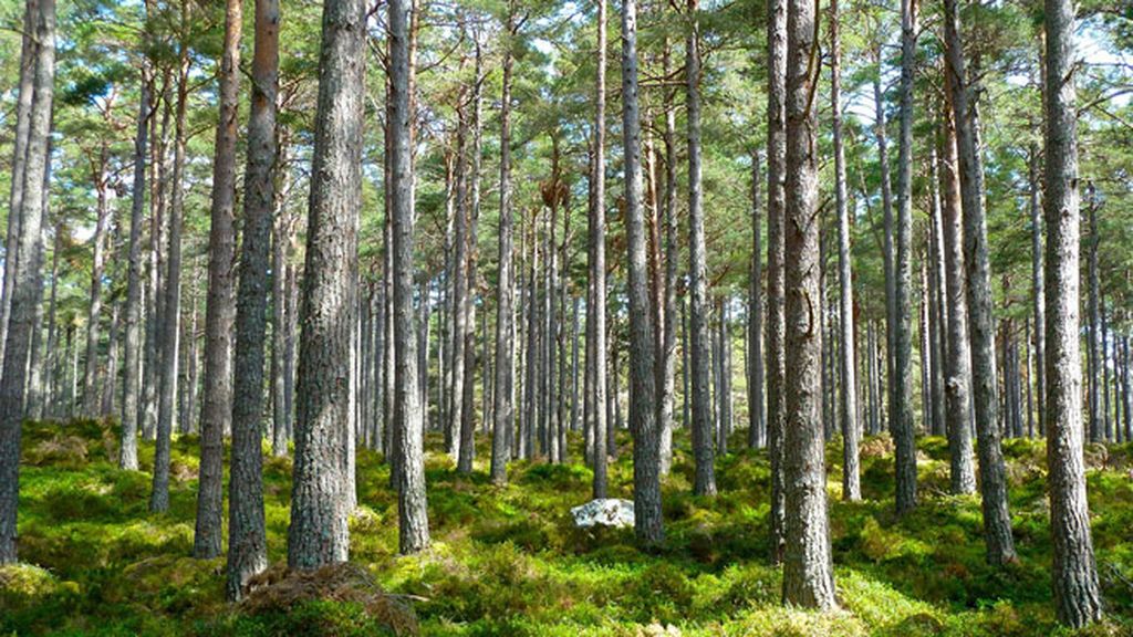 Predecir el tiempo o ayudar al medio ambiente… ¡Pon un ‘eco-dron’ en tu vida!