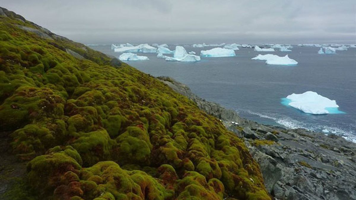 Antártida verde