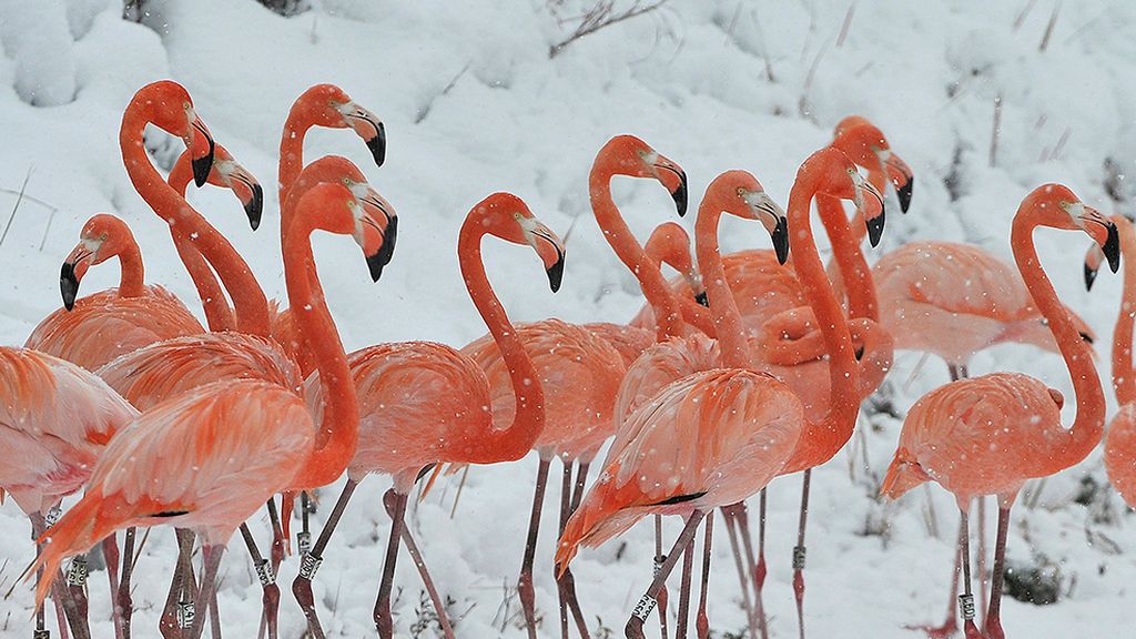 Animales al borde de una tormenta de nieve