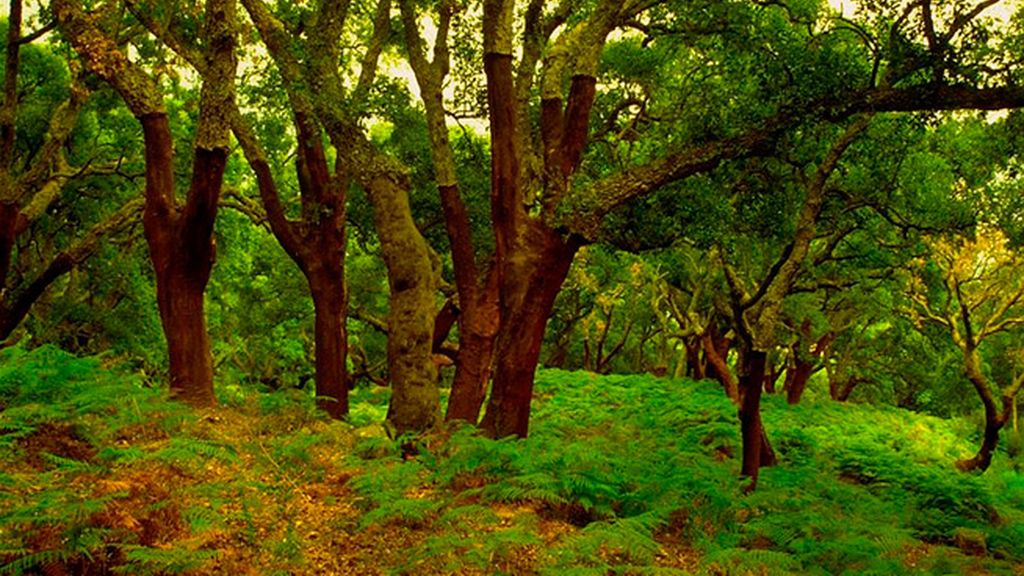 Entre los alcornoques del Parque Natural de los Alcornocales (Cádiz)