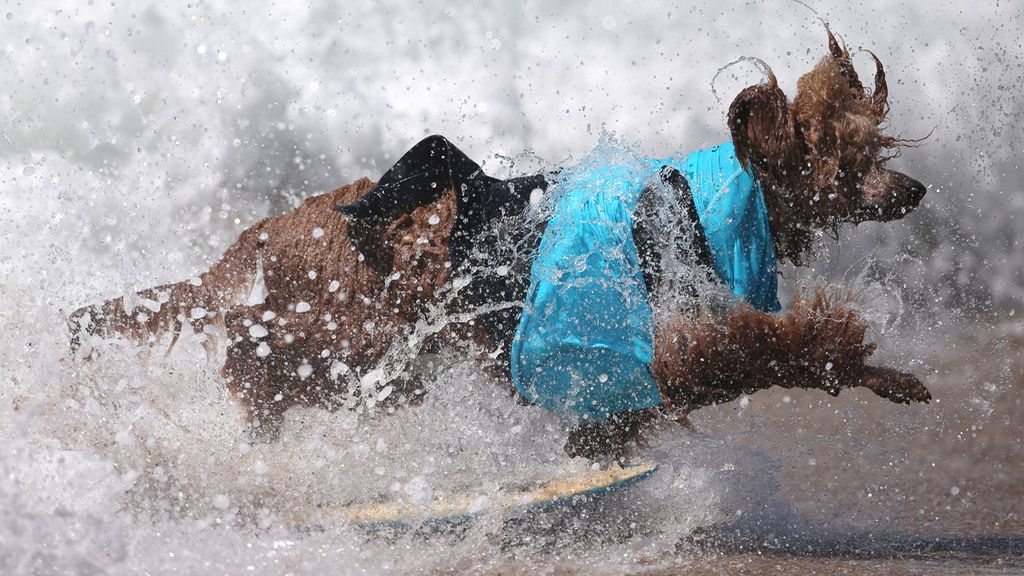 Bono y el resto de canes han competido por ver quién es el rey de las olas