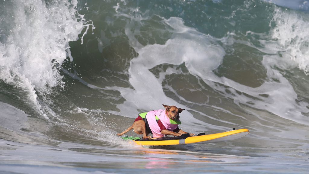 Brasileño y aventurero: te presentamos a Bono y a los mejores perros surferos