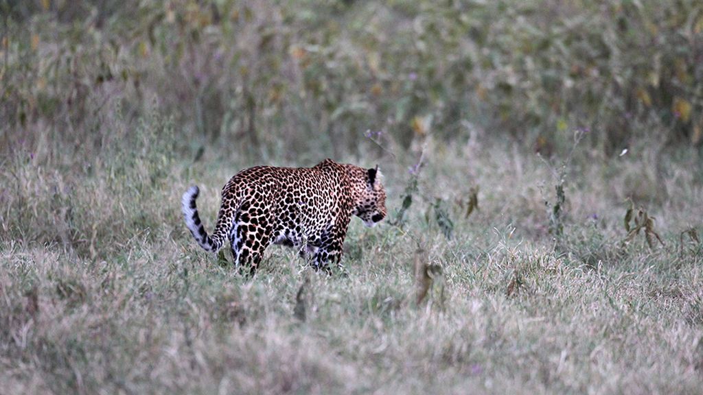 El hogar de grandes animales africanos