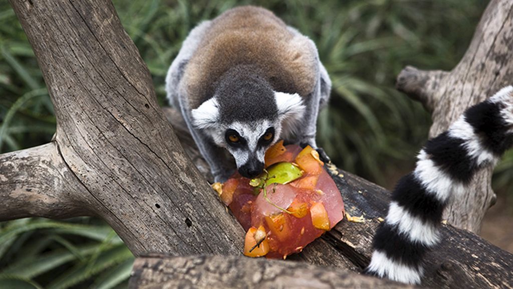 ¿Qué miras? ¡La fruta es sólo mía!