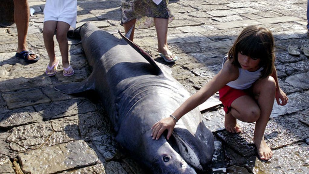 Los tiburones, ¿de paso por las costas españolas?