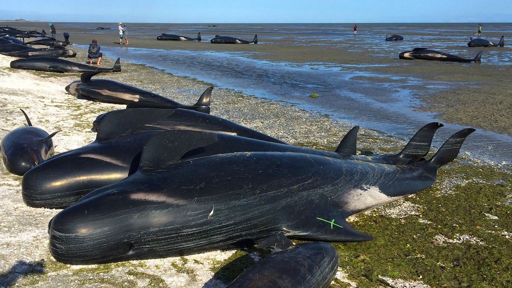 300 ballenas ‘se suicidan’ en Nueva Zelanda... y nadie sabe por qué