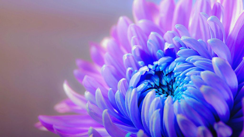 "Ya no sufro por ti ni por tu amor", con el crisantemo azul