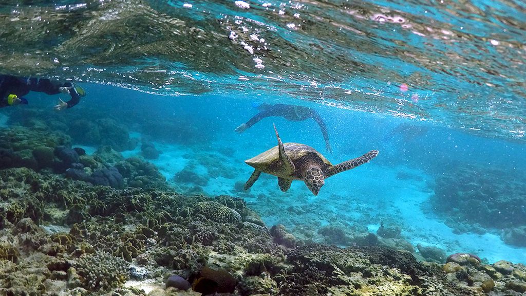 El conjunto de arrecife coralífero más extenso del mundo