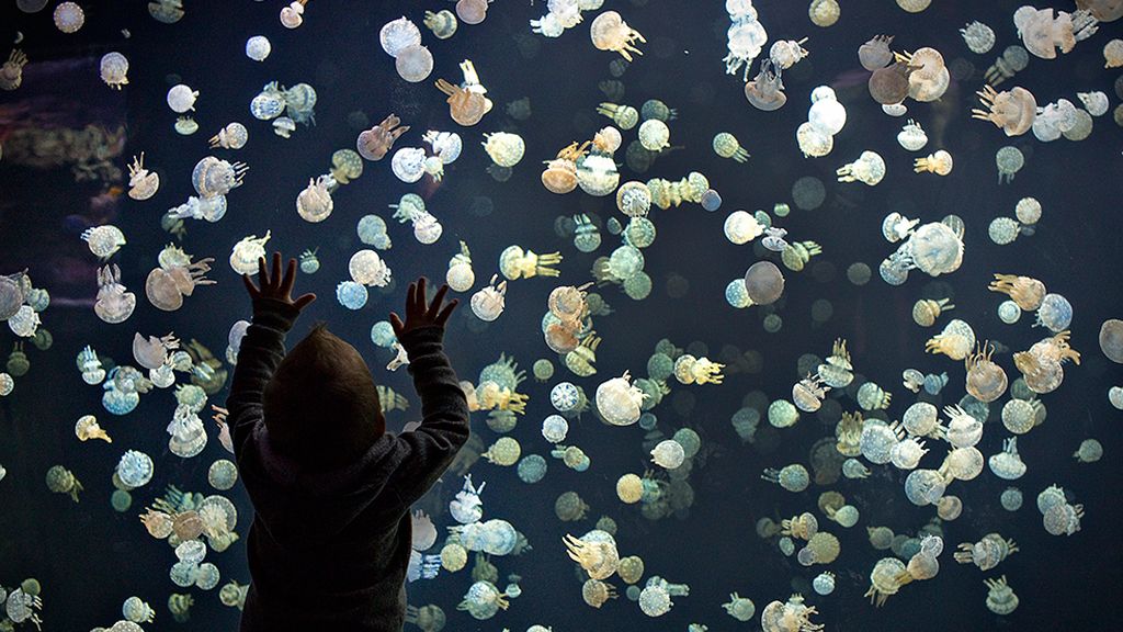 Un baile gelatinoso en el mar