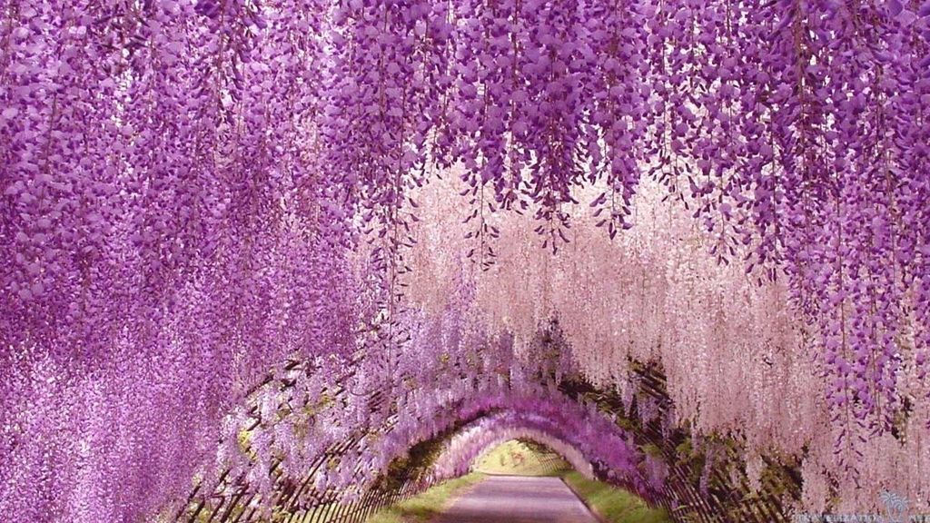 El 'Wisteria Festival' comienza en abril y dura hasta finales de mayo