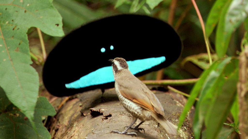 The Cornell Lab of Ornithology