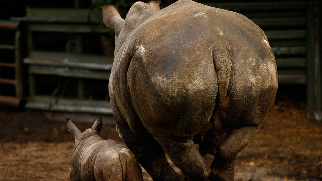 Las mejores imágenes de madres y crías