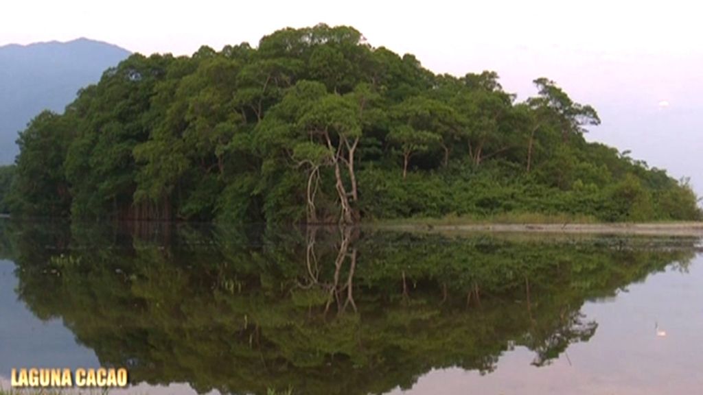 Ranas, arañas, monos aulladores, cangrejos azules…  La fauna selvática de Laguna Cacao