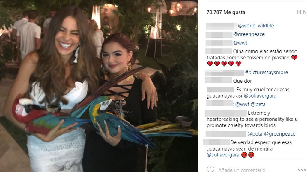 VERGARA GUACAMAYO REDES