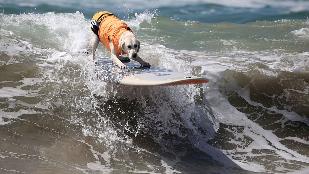 Brasileño y aventurero: te presentamos a Bono y a los mejores perros surferos