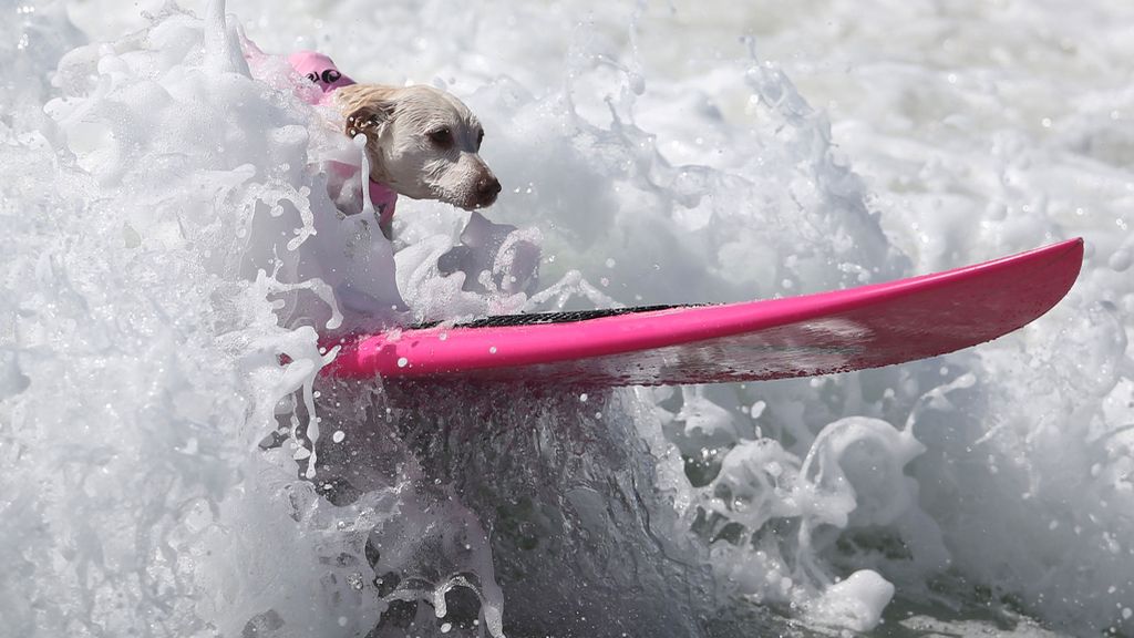 Brasileño y aventurero: te presentamos a Bono y a los mejores perros surferos