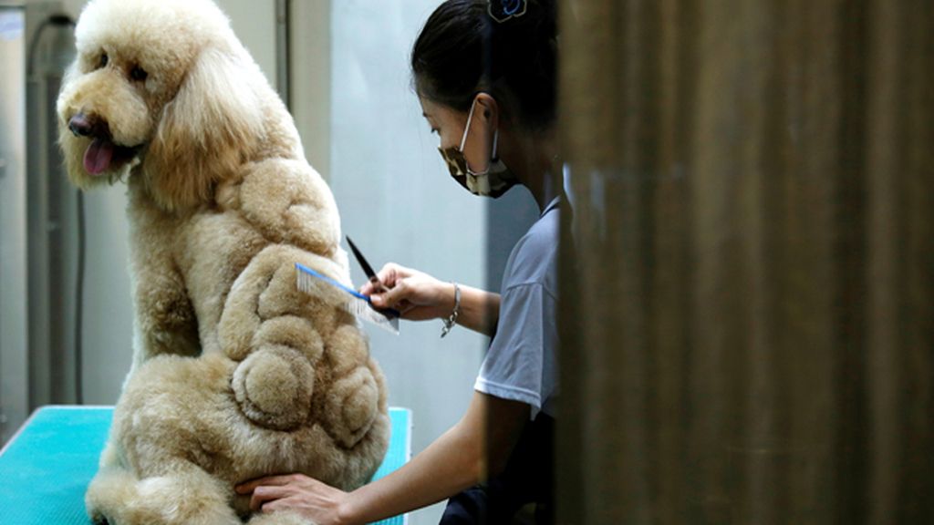 Los dueños deciden el dibujo y el estilo