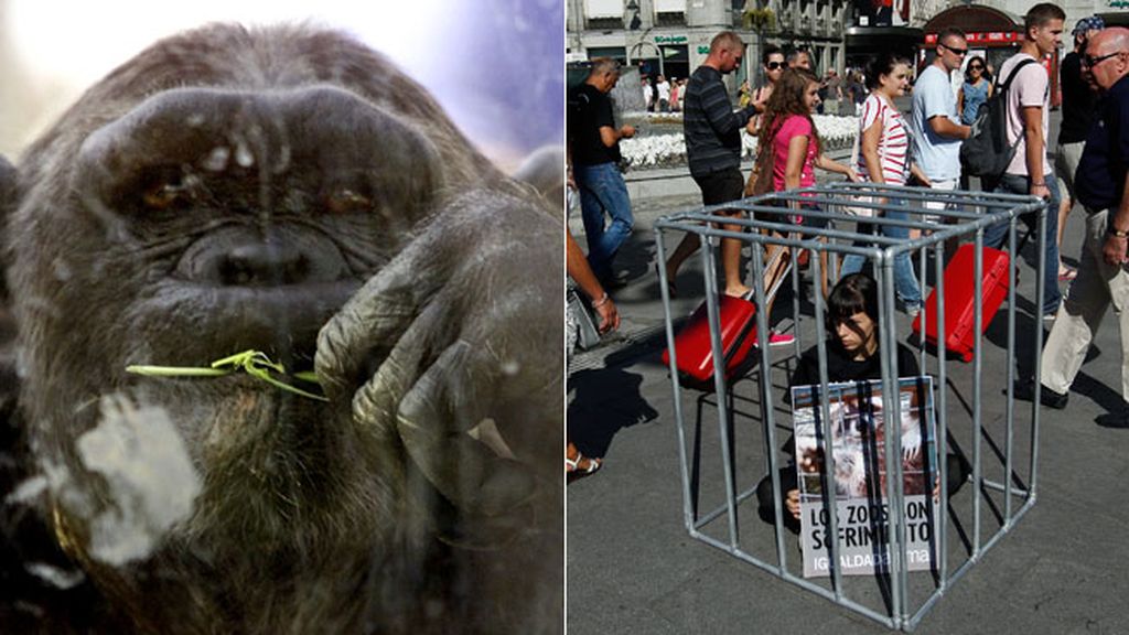 Que se cierren todos los zoológicos que no cumplan los mínimos