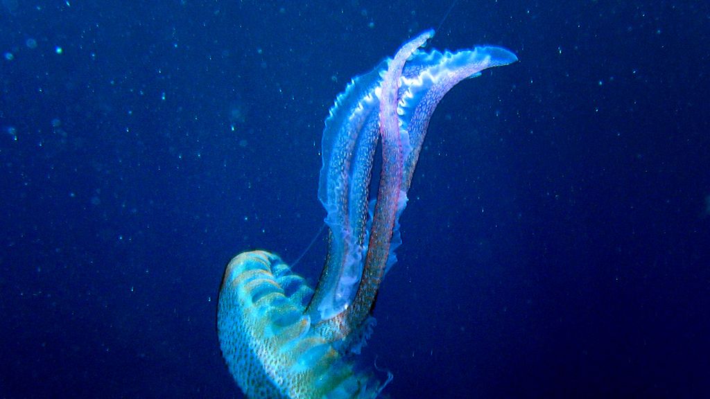 Un animal lleno de secretos