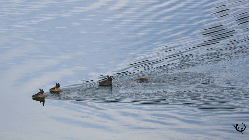 Berrea, frondosos bosques y el Río Tajo: Todo esto en el Parque Nacional de Monfragüe