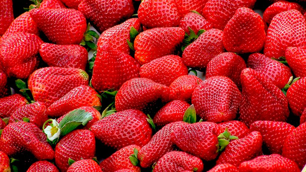 fresas