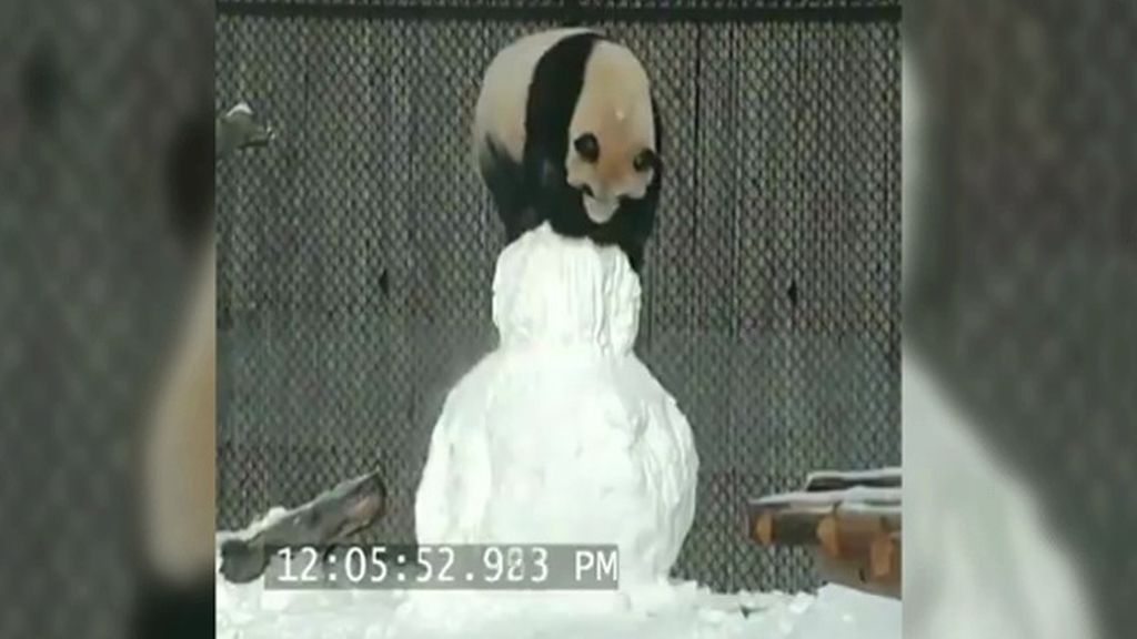 Felicidad invernal es ver a este oso panda jugando con un muñeco de nieve