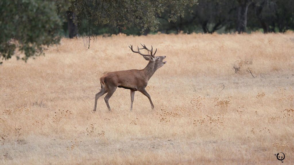 Berrea, frondosos bosques y el Río Tajo: Todo esto en el Parque Nacional de Monfragüe