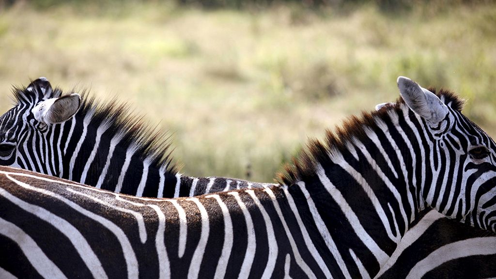 El hogar de grandes animales africanos
