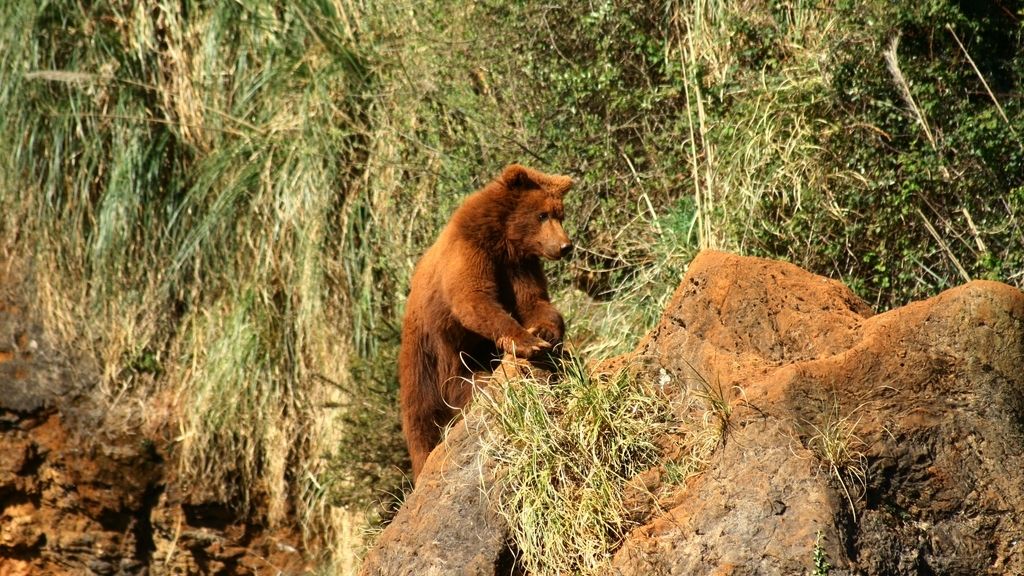 oso cabárceno