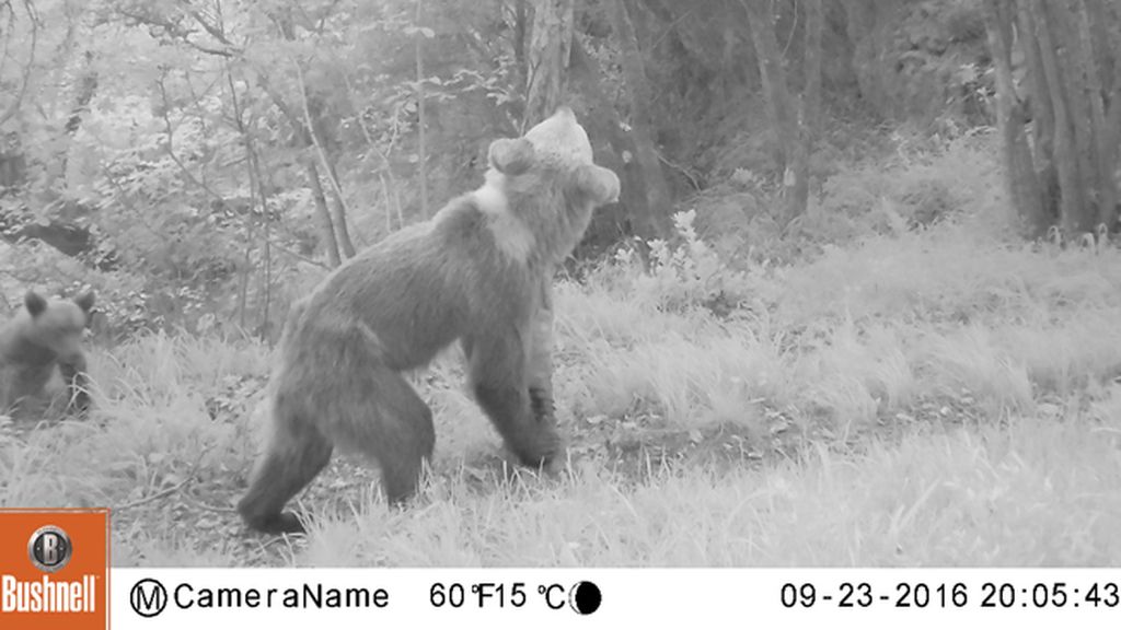 Las fotos evidencian la extrema delgadez de los osos pardos