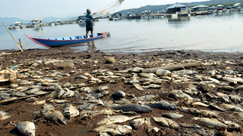 La falta de oxígeno en agua por los cambios ambientales acaban con la vida marina de Indonesia