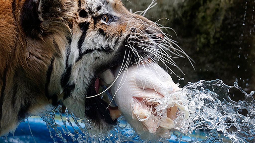 Una de comida congelada