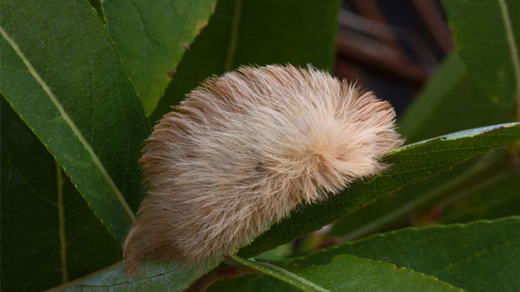 La oruga peluquín: un bisoñé que puede ser letal
