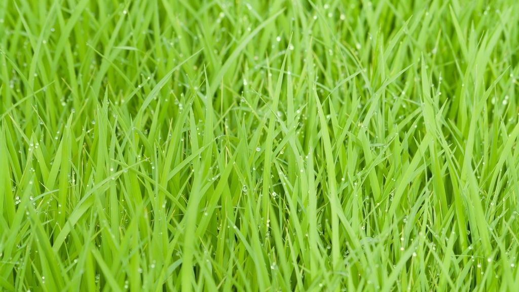 El rocío en el césped