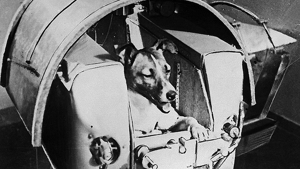 Laika fue el primer ser vivo en orbitar  la Tierra